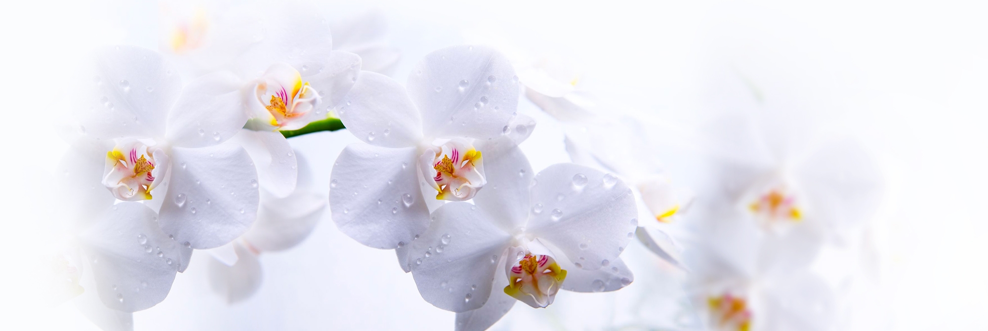 Фотопечать белая Орхидея